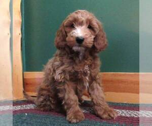 Goldendoodle (Miniature) Puppy for sale in THORP, WI, USA