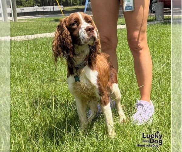 Medium Photo #3 English Springer Spaniel-Unknown Mix Puppy For Sale in Washington, DC, USA