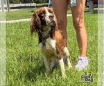Small #2 English Springer Spaniel Mix