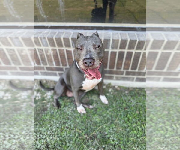 Medium Photo #4 American Pit Bull Terrier-Unknown Mix Puppy For Sale in Rowlett, TX, USA