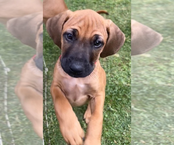 Medium Photo #8 Rhodesian Ridgeback Puppy For Sale in RIVERSIDE, CA, USA