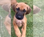 Small #7 Rhodesian Ridgeback