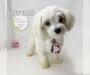 Maltese Dogs for adoption in Benton, LA, USA