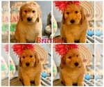 Small Photo #1 Golden Retriever-Goldendoodle Mix Puppy For Sale in LEICESTER, NC, USA