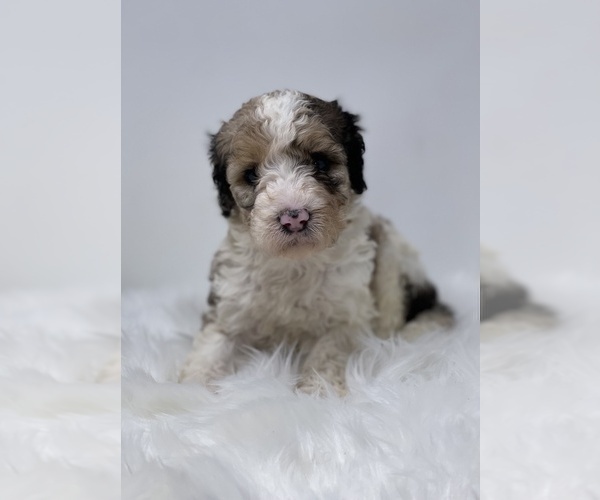 Medium Photo #4 Bernedoodle Puppy For Sale in CAMDEN, OH, USA