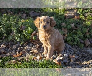 Schnoodle (Miniature) Puppy for sale in MILLERSBURG, OH, USA