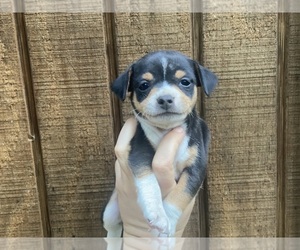 Chihuahua Puppy for sale in CASTLE HAYNE, NC, USA