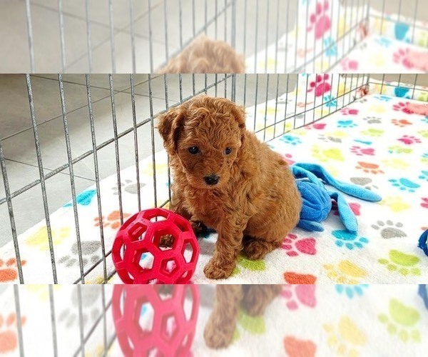 Medium Photo #12 Cavapoo mix (+ Poodle Miniature) Puppy For Sale in ORO VALLEY, AZ, USA