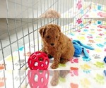 Small #11 Cavapoo mix (+ Poodle Miniature)