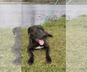 Travis - Male Labrador Retriever-Unknown Mix Dog for Adoption - Photo #3