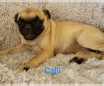 Small Photo #15 Pug Puppy For Sale in LOUISE, TX, USA