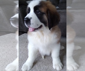 Saint Bernard Puppy for sale in FREDERICKSBURG, OH, USA