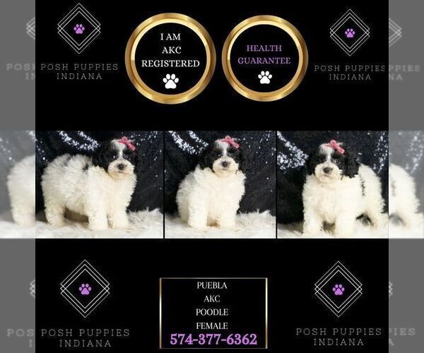 Medium Photo #7 Poodle (Toy) Puppy For Sale in WARSAW, IN, USA