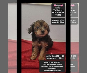 Yorkipoo Puppy for sale in TUCSON, AZ, USA