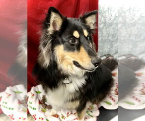 Collie Dogs for adoption in Estherville, IA, USA