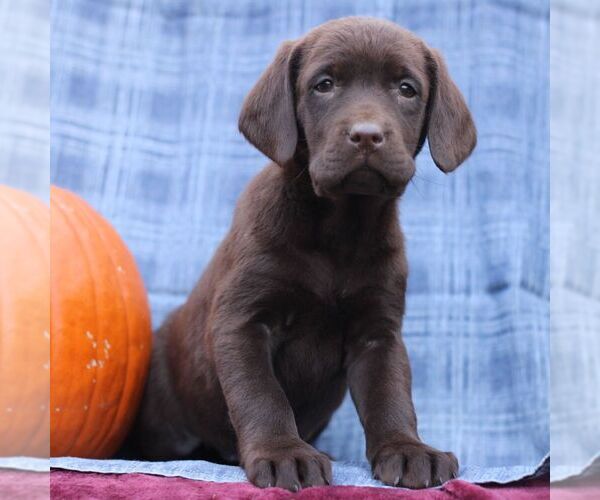 Medium Photo #3 Labrador Retriever Puppy For Sale in ELLIOTTSBURG, PA, USA