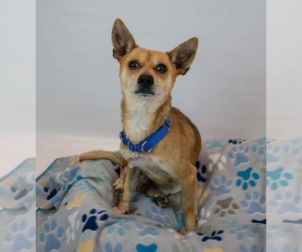 Medium Photo #6 Chihuahua-Unknown Mix Puppy For Sale in Kennesaw, GA, USA