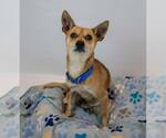 Small #5 Chihuahua Mix