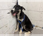 Small Siberian Husky Mix