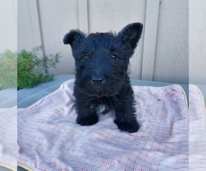 Scottish Terrier Puppy for sale in BEND, OR, USA