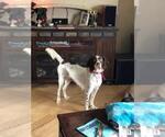 Small Photo #1 English Setter Puppy For Sale in FINLAYSON, MN, USA