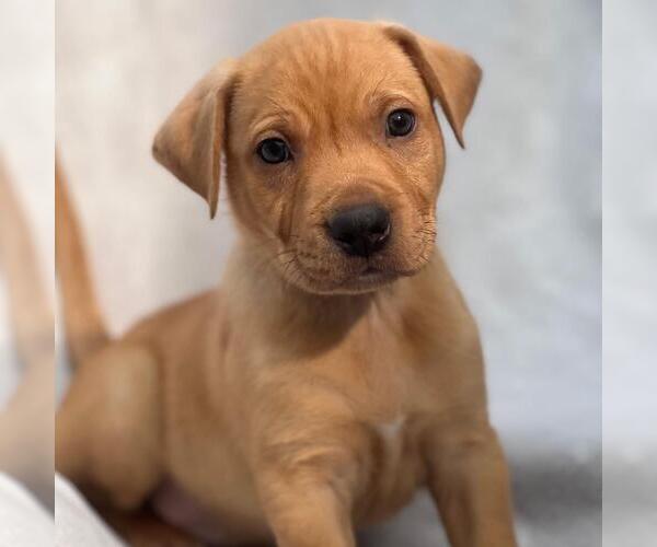 Medium Photo #5 Labrador Retriever-Unknown Mix Puppy For Sale in San Diego, CA, USA