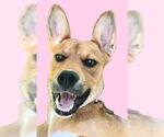 Small #14 American Staffordshire Terrier-German Shepherd Dog Mix