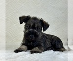 Small #4 Schnauzer (Miniature)