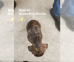 Small Photo #19 Plott Hound Puppy For Sale in MIDVALE, UT, USA