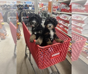 Bernedoodle (Miniature) Puppy for sale in NEWARK, OH, USA