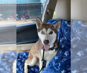 Huskies -Unknown Mix Dogs for adoption in Boston, MA, USA