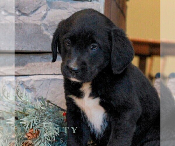 Medium Photo #3 Bernedoodle (Miniature)-Labrador Retriever Mix Puppy For Sale in LEBANON, PA, USA