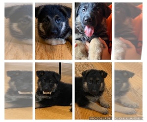 German Shepherd Dog Puppy for Sale in GILMER, Texas USA