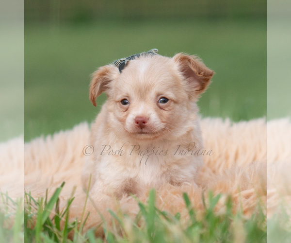 Medium Photo #18 Chihuahua Puppy For Sale in WARSAW, IN, USA