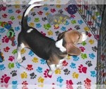 Small #9 Beagle