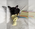 Small #5 French Bulldog