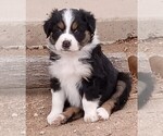 Puppy 3 Australian Shepherd