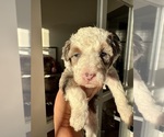 Small #7 Aussiedoodle Miniature 