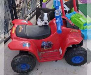 Boston Terrier Puppy for sale in SEBRING, FL, USA