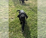 Puppy Pink Puppy German Wirehaired Pointer