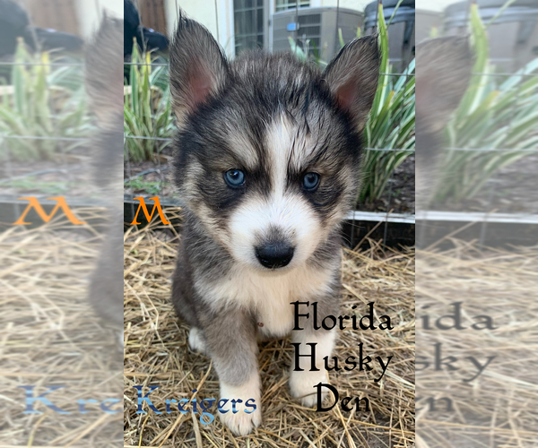 Medium Photo #3 Siberian Husky Puppy For Sale in NEW PORT RICHEY, FL, USA