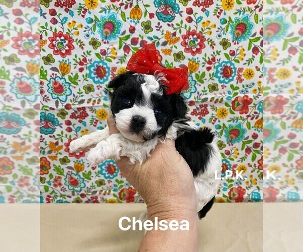 Medium Photo #1 Maltipoo (Toy) Puppy For Sale in WINNSBORO, LA, USA