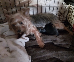 Mother of the Yorkshire Terrier puppies born on 04/01/2025