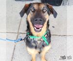 Small #9 Rottweiler Mix