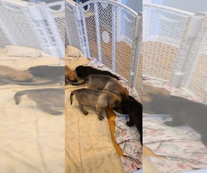 Malinois Puppy for sale in KINGSTON, GA, USA