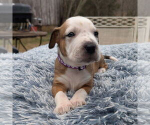 Mutt Dogs for adoption in Vail, AZ, USA