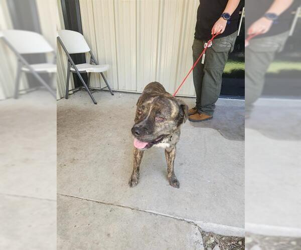 Medium Photo #1 American Pit Bull Terrier Puppy For Sale in Temple, TX, USA