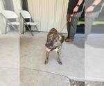 Small American Pit Bull Terrier