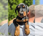 Small #3 Doberman Pinscher