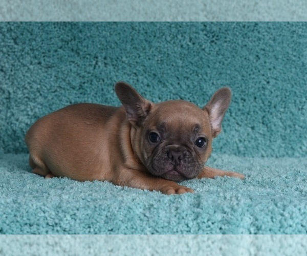 Medium Photo #1 French Bulldog Puppy For Sale in ERIAL, NJ, USA